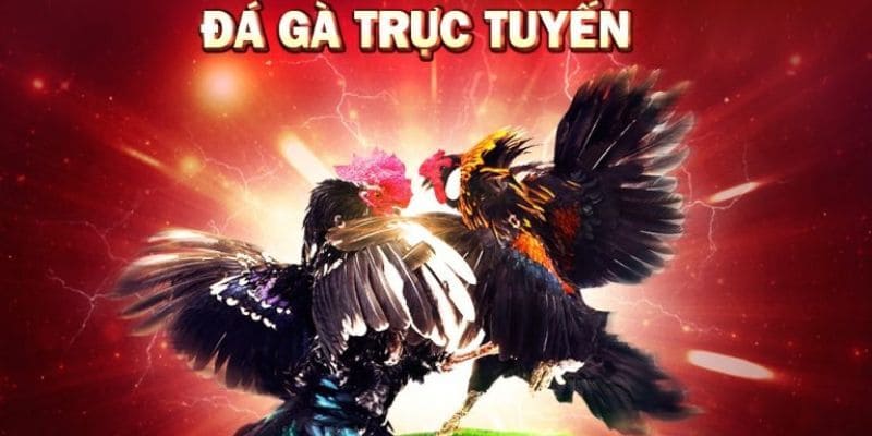 Tổng quan về sảnh cược Đá gà PG66 Tổng quan về sảnh cược Đá gà PG66