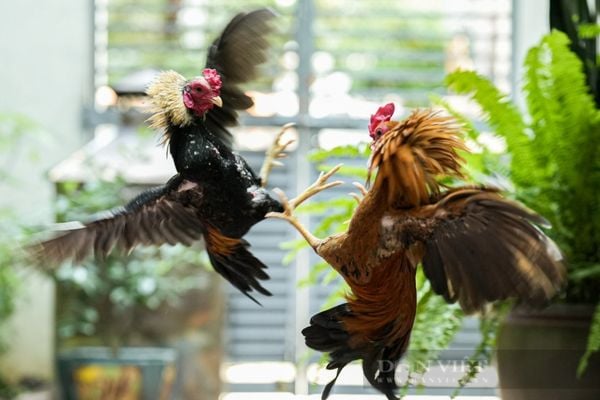 Mẹo chơi đá gà Go8 – Đặt đâu thắng đó Mẹo chơi đá gà Go8 – Đặt đâu thắng đó