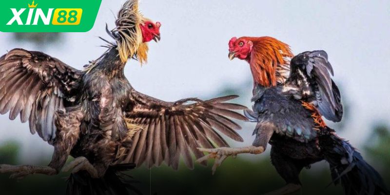 Bí kíp cao thủ đá gà XIN88– đọc thế kê, bắt nhịp trận đấu chuẩn xác