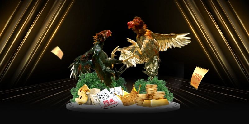 Tổng quan về đá gà uw88