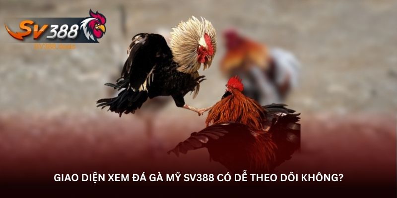 Giao diện xem đá gà Mỹ SV388 có dễ theo dõi không? Giao diện xem đá gà Mỹ SV388 có dễ theo dõi không?