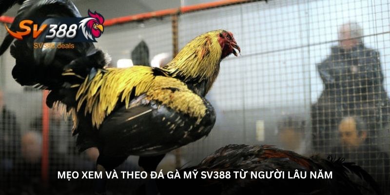 Mẹo xem và theo đá gà Mỹ SV388 từ người lâu năm