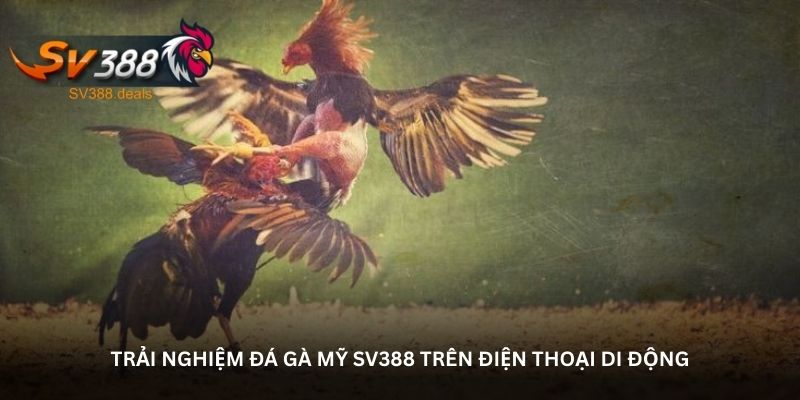 Trải nghiệm đá gà Mỹ SV388 trên điện thoại di động